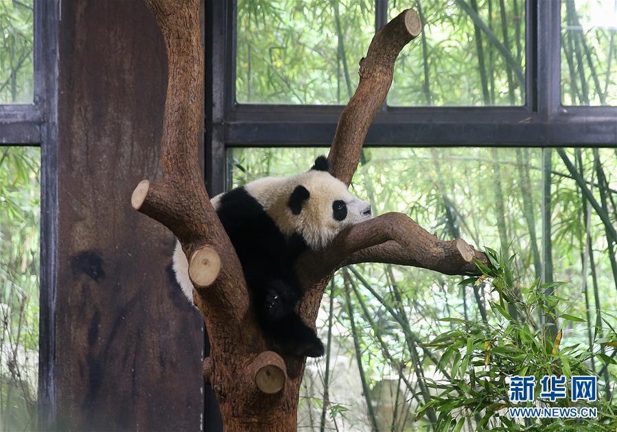 上海野生動物園の赤ちゃんパンダの名前が「七七」に