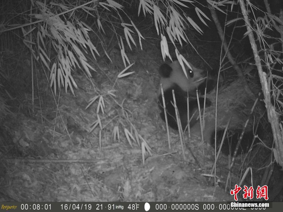 四川勿角保護區で野生パンダの撮影に成功