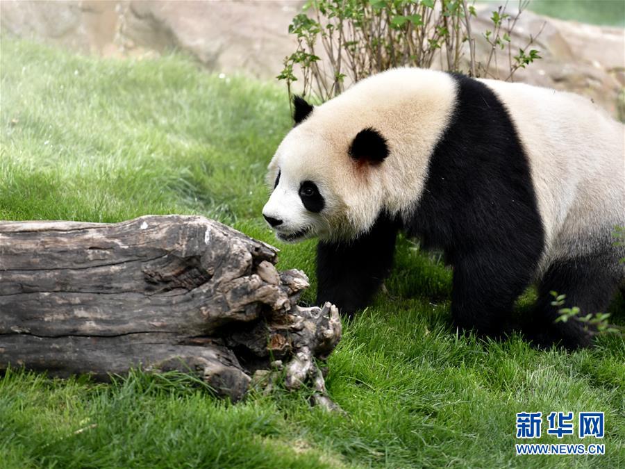 青海省の西寧パンダ館が一般開放へ　パンダはすでに高原の気候に適応