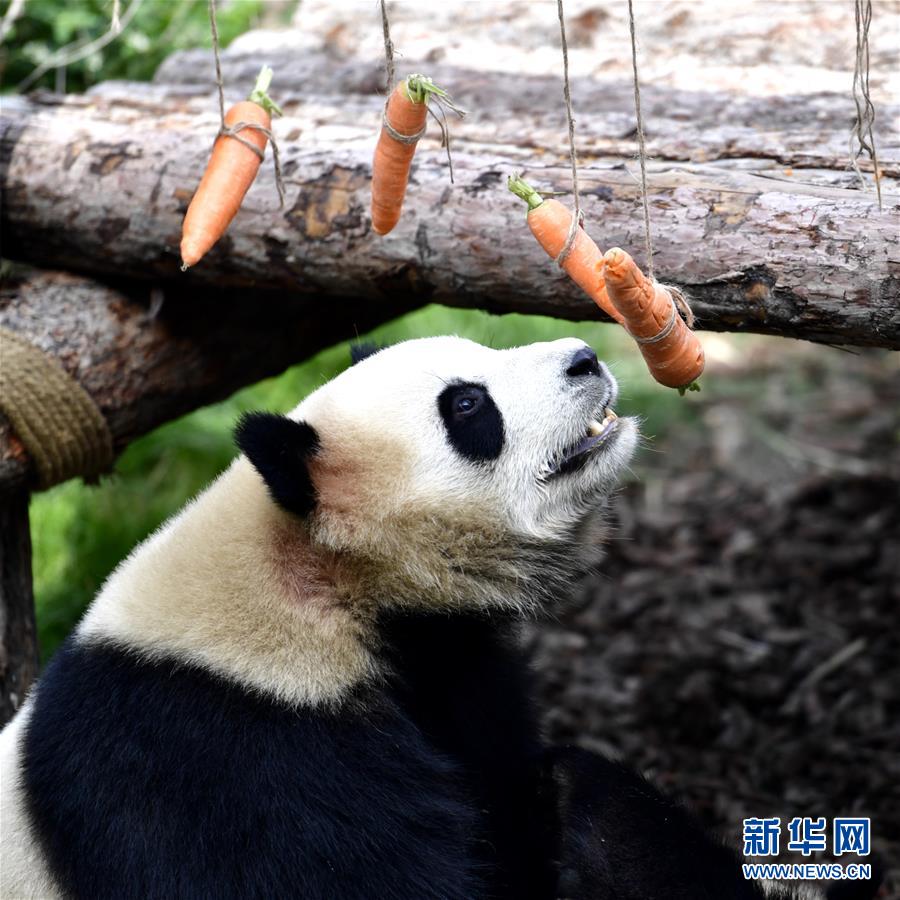 青海省の西寧パンダ館が一般開放へ　パンダはすでに高原の気候に適応