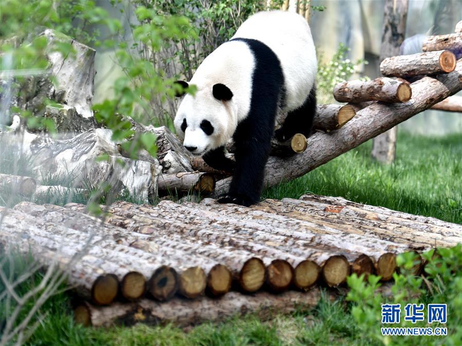 青海省の西寧パンダ館が一般開放へ　パンダはすでに高原の気候に適応