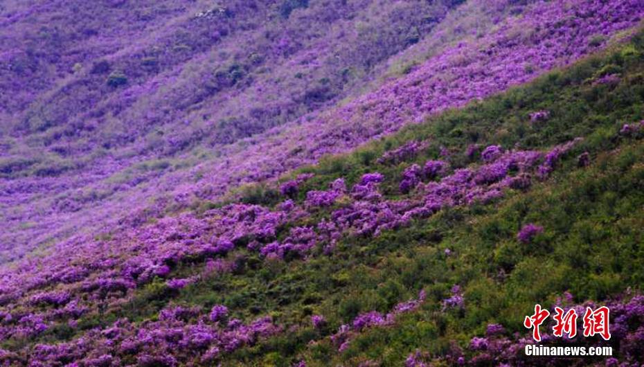 まるで紫の絨毯！山野埋め盡くすシャクナゲの花　甘粛天祝県