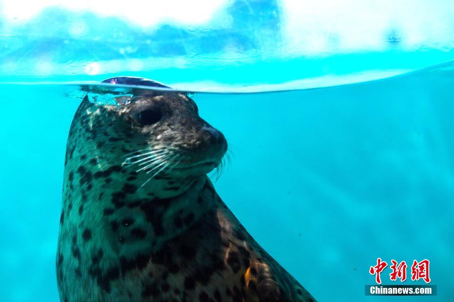 來場者をメロメロにする愛らしい海の動物たち　広東省