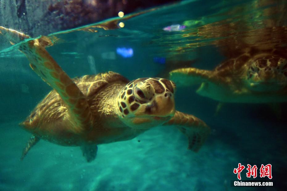 來場者をメロメロにする愛らしい海の動物たち　広東省