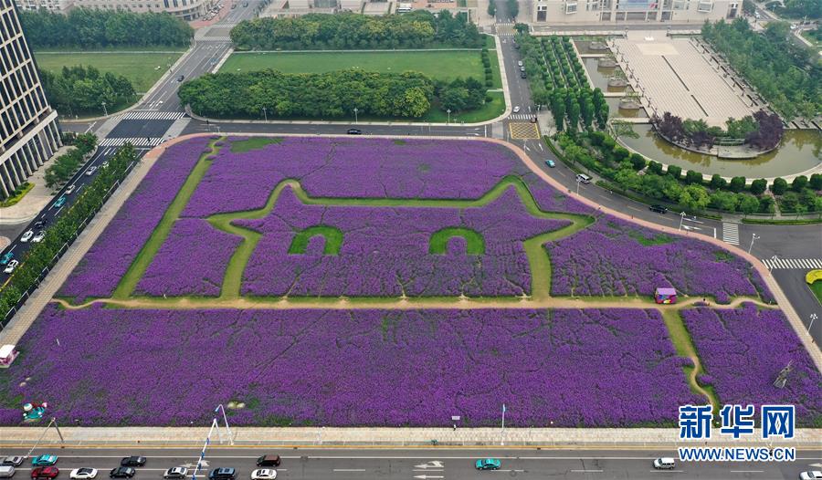 一面に広がるサンジャクバーベナの花畑（ドローンによる撮影?李然）。