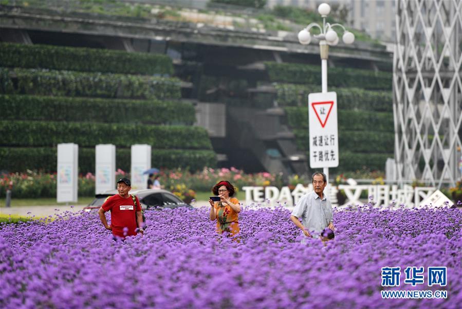 一面に広がる紫色の花畑　天津市