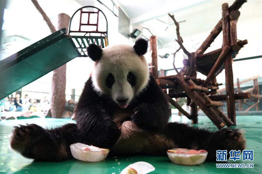 果物入りの氷を舐める上海動物園のジャイアントパンダ（7月21日撮影?張建松）。