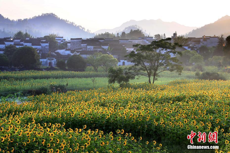 7月31日、ヒマワリが満開を迎えた安徽省黃山市安徽黟県（撮影?施広徳）。