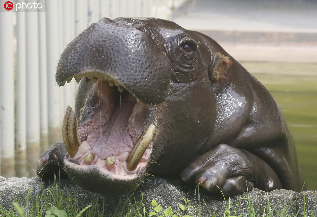 口を大きく開けた姿が「怖かわいい」！東山動植物園のコビトカバ