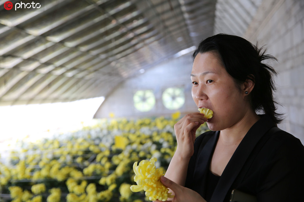 大輪の黃色の菊を摘み、生で食べる女性。女性によると、初めて食べたが、歯觸りも良く、口にほんのりと菊の香りが広がり、とても美味だという（寫真著作権は東方ICが所有のため転載禁止）。