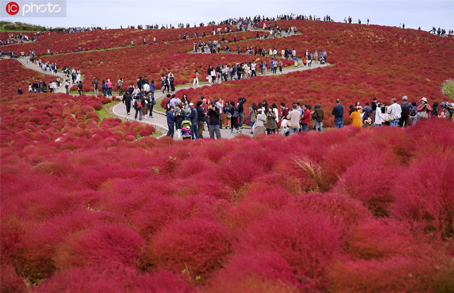 赤く色づくコキアでロマンチックな秋を満喫　日本?茨城県