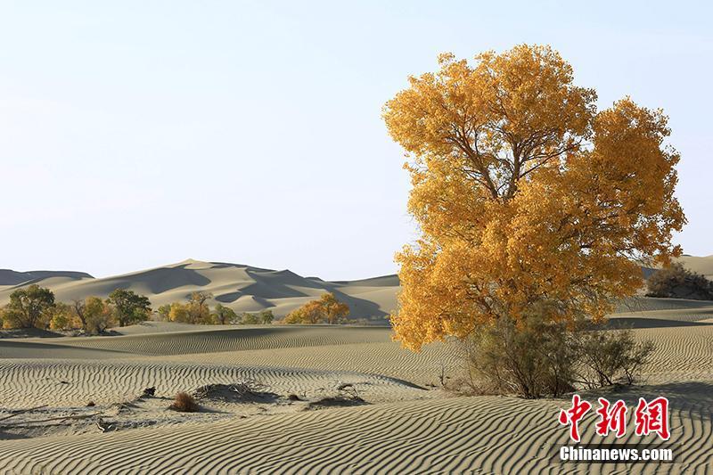 新疆維吾爾（ウイグル）自治區(qū)タリム川下流の砂漠地帯で、黃葉の見(jiàn)ごろを迎えたコトカケヤナギ（撮影?焦銀輝）。 