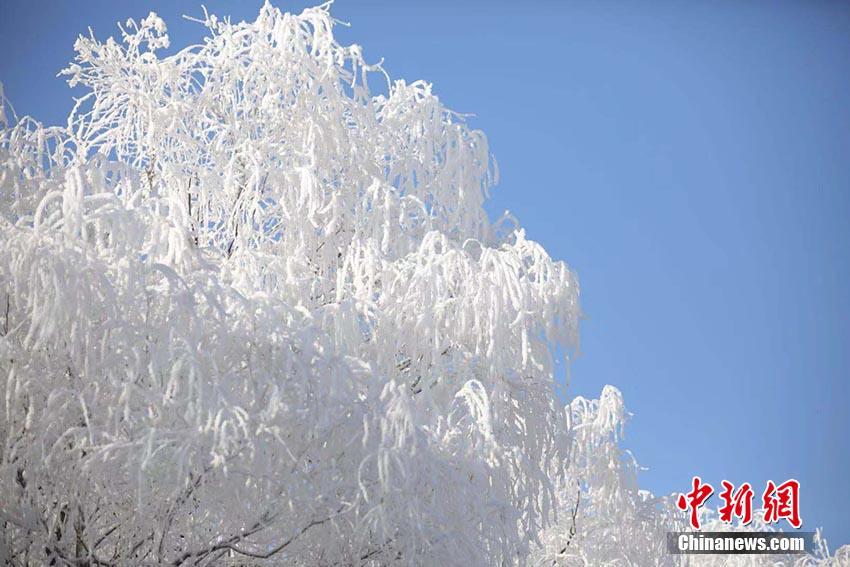 「霧氷の都」吉林市で今年初の霧氷を観測　吉林省