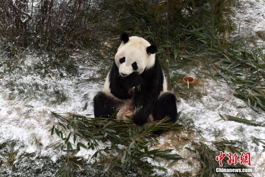 11月30日、青海省の西寧パンダ館內で、雪のなかで竹を食べるパンダ（提供?西寧パンダ館）。 