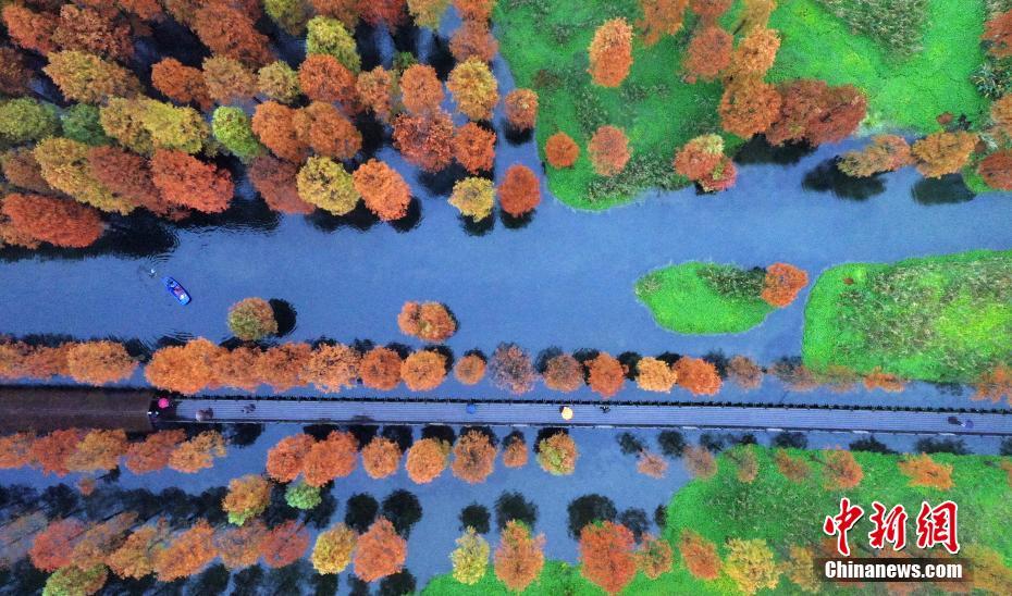 上海市青浦區(qū)青西郊野公園の景色（11月30日撮影?鐘鑫旺）。