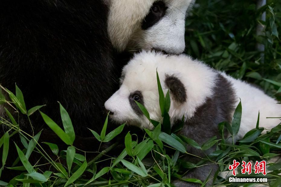 ドイツ生まれの雙子パンダが「世界パンダ賞」ノミネート　ベルリン