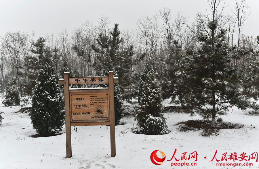 雪降る雄安新區で目にした雪景色よりも美しい光景　河北省