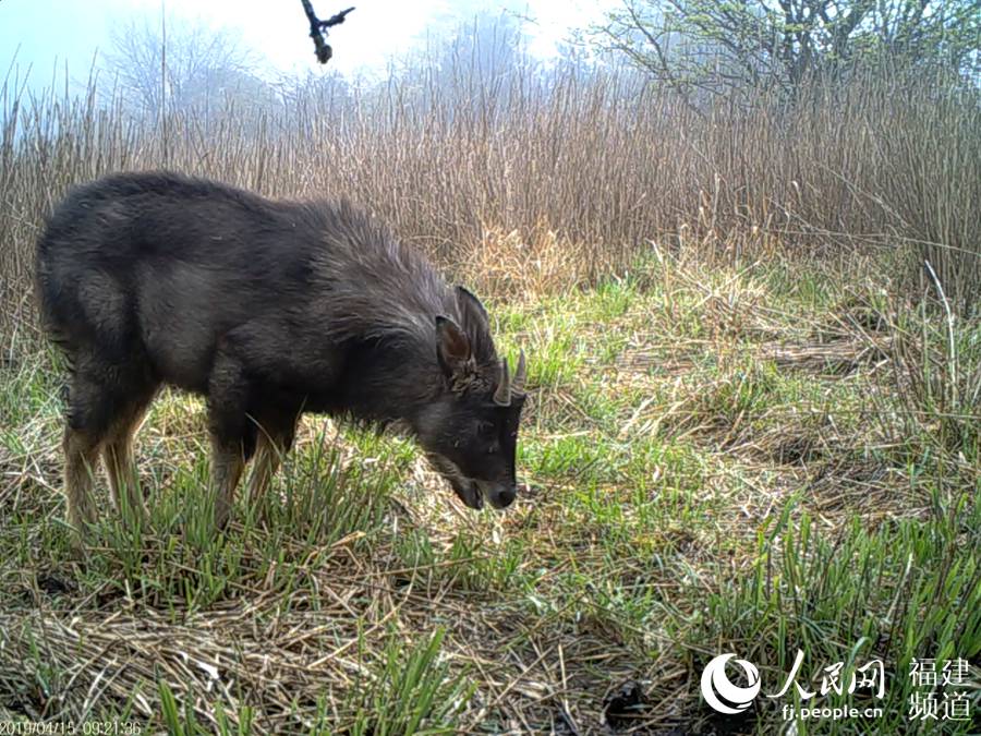 赤外線カメラが捉えた野生のカモシカ。カモシカは、國家2級重點保護動物に指定されており、標高1000～4400メートルの針葉?広葉混交林、針葉樹林、巖石の多い雑灌木林に主に生息（畫像提供?武夷山國立公園科學研究監視測定センター）。