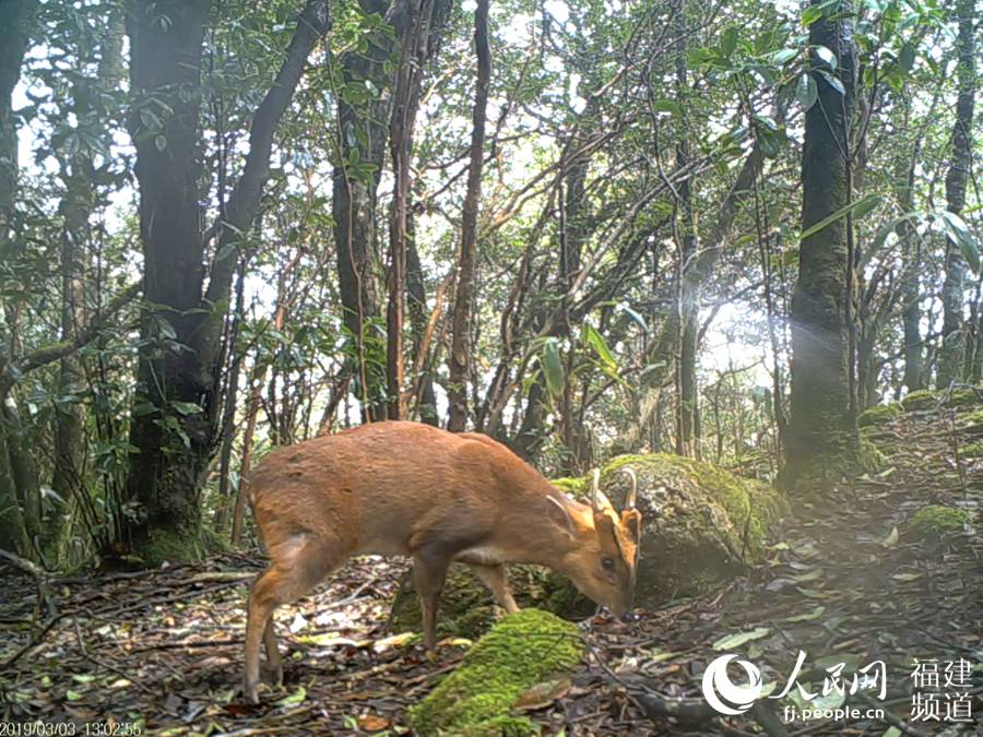 科學調査チームが稀少動物を求めて武夷山の原始林へ