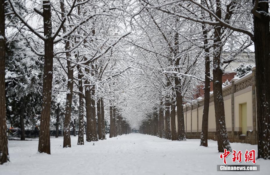 1月6日、まるで絵畫のような北京市釣魚臺(tái)のイチョウ並木の雪景色（撮影?翟璐）。