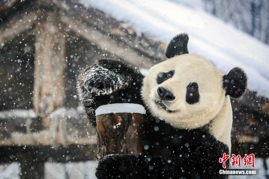 雪の中で思いきり遊ぶ「國寶」ジャイアントパンダ（撮影?宮玥雯）。 