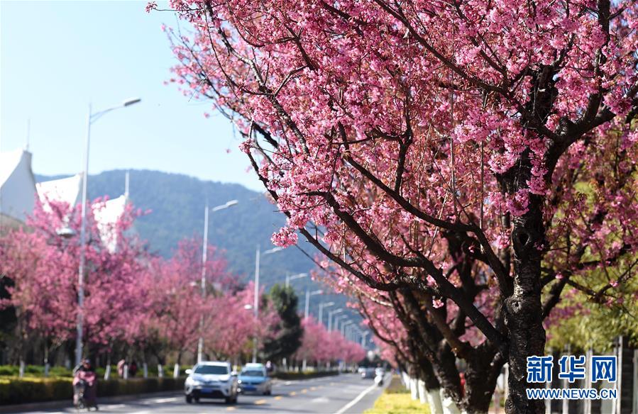 1月7日、昆明市の紅塔西路で満開になった冬桜(撮影?藺以光)。