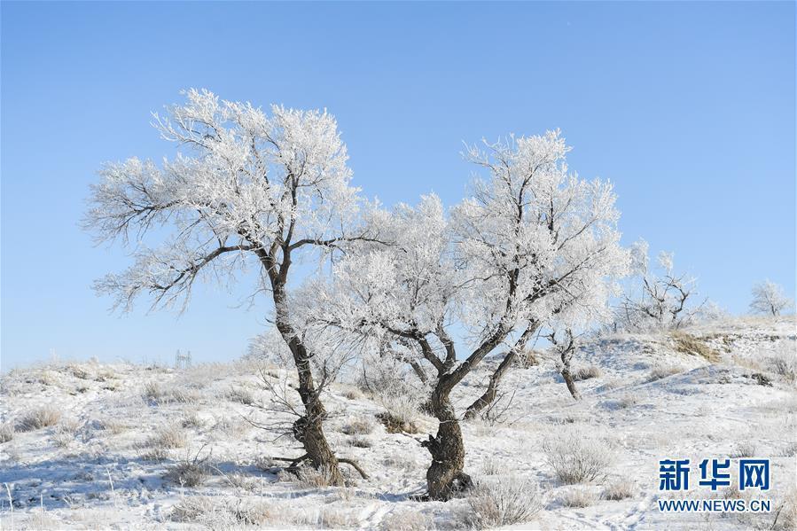 錫林郭勒（シリンゴル）盟錫林浩特（シリンホト）市郊外の雪原で撮影された霧氷（1月13日撮影?劉磊）。