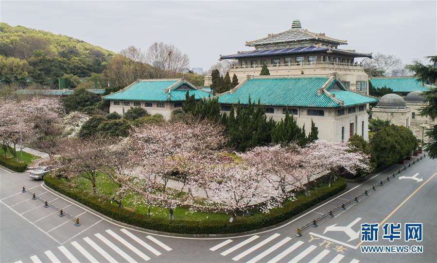 武漢大學キャンパスの一角（3月16日撮影?程敏）。