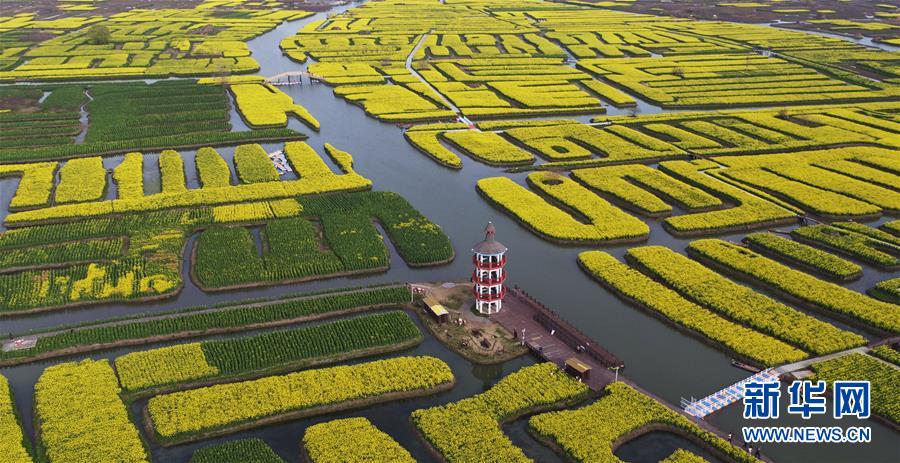 春真っ盛り、水郷を黃色く染める満開の菜の花畑　江蘇省興化市