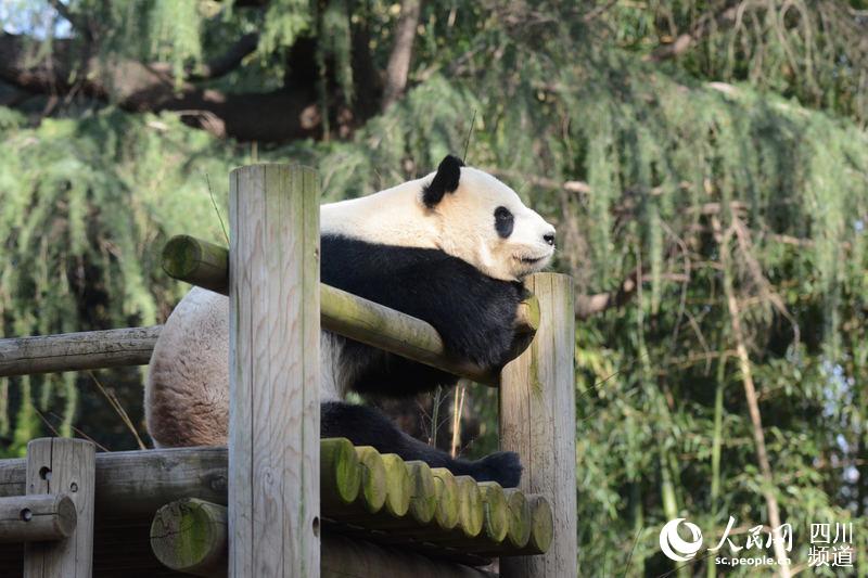 新型肺炎との闘い　中國パンダセンターに世界の協(xié)力機(jī)関から激勵