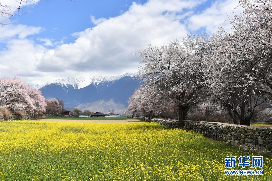 3月26日、チベット?ニンティ市波密（ポメ）県達闘村の田園風景（撮影?詹彥）。