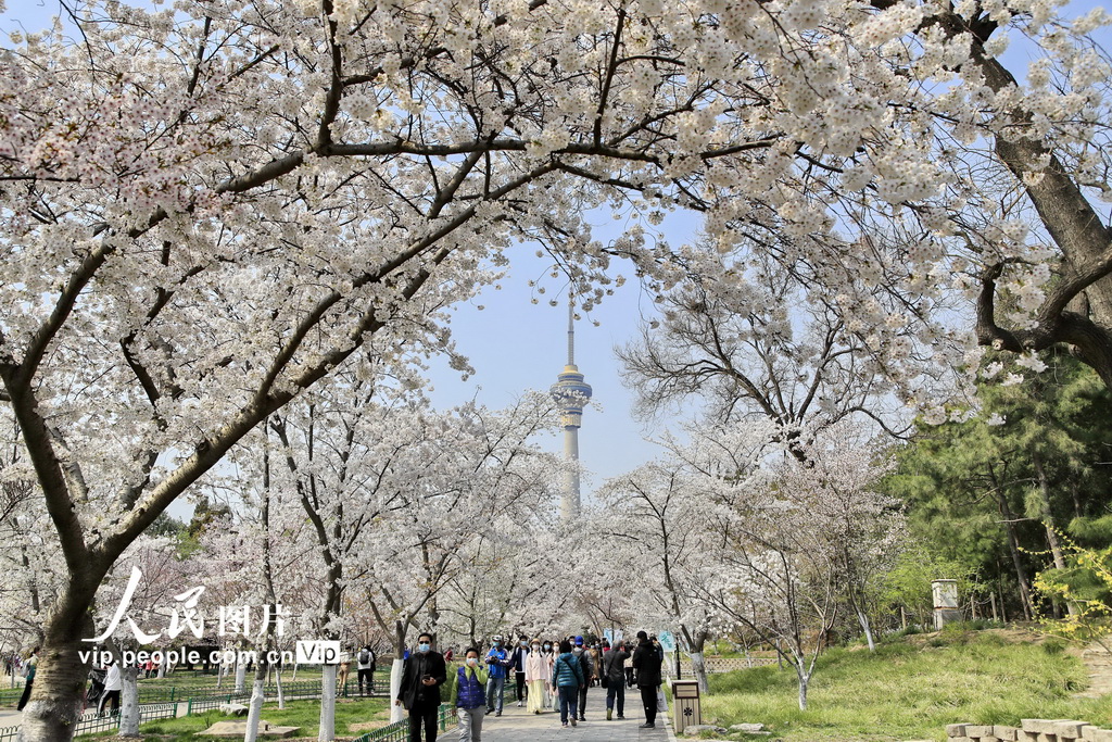 北京玉淵潭公園の満開のサクラ（撮影?劉憲國/寫真著作権は人民図片が所有のため転載禁止）。?