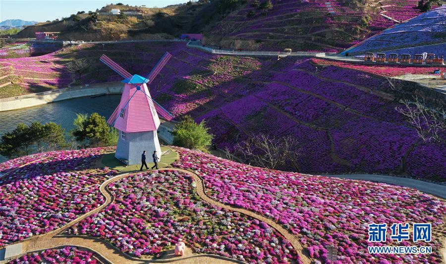 4月21日、河北省唐山市遷西県大黒汀ダム東岸の芝桜（ドローンによる撮影?楊世尭）。