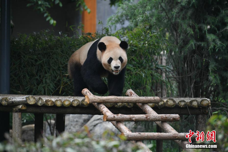 雲(yún)南野生動物園パンダ館、改造後の一般公開を再開　雲(yún)南省