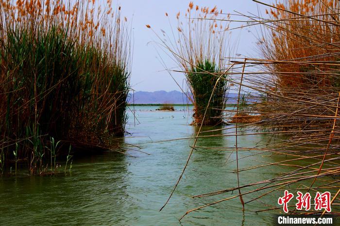 葦群生地の澄んだ湖水（撮影?楊厚偉）。