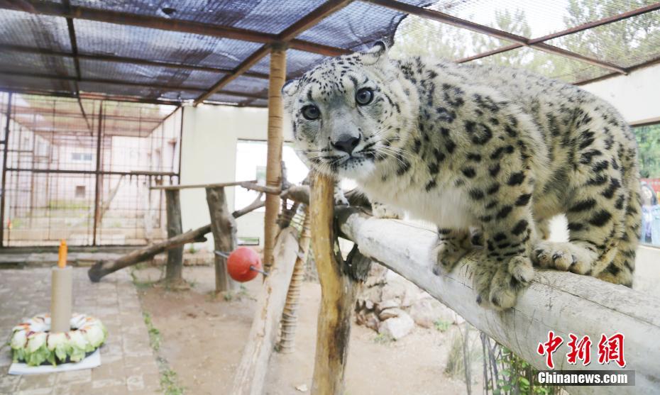 5月27日、青海省西寧市にある西寧野生動物園で、つぶらな瞳を見開いてみせるユキヒョウ「雙子姉妹」の妹「油畫（ヨウホワ）」（撮影?馬銘言）。