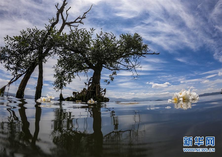 5月31日、◆海の湖面に咲く「オテリア?ウルビフォリア」（撮影?江文耀）。