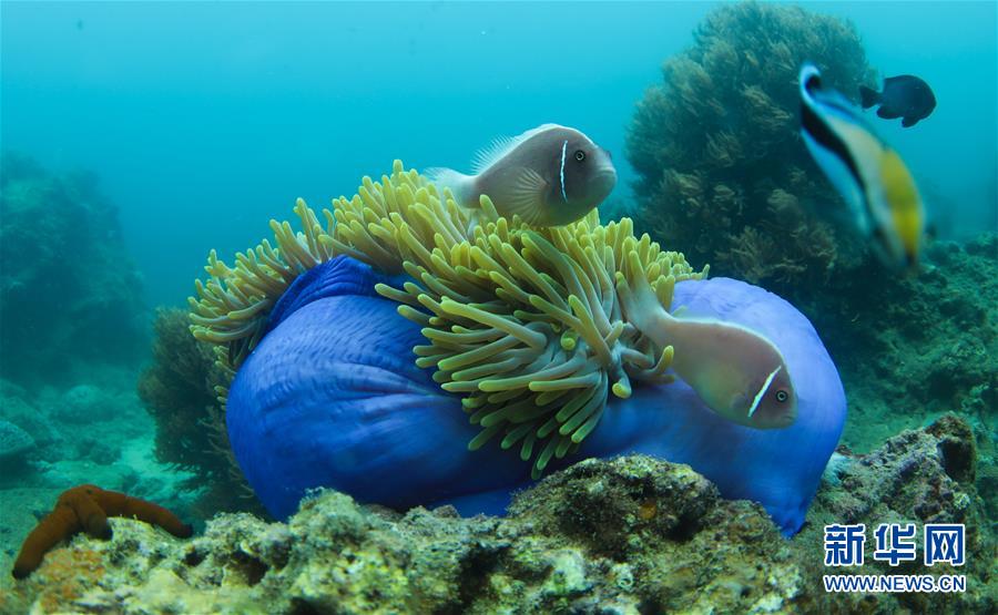 5月28日、海南省三亜市蜈支洲島海域で、イソギンチャクと共生するクマノミ（撮影?楊冠宇）。