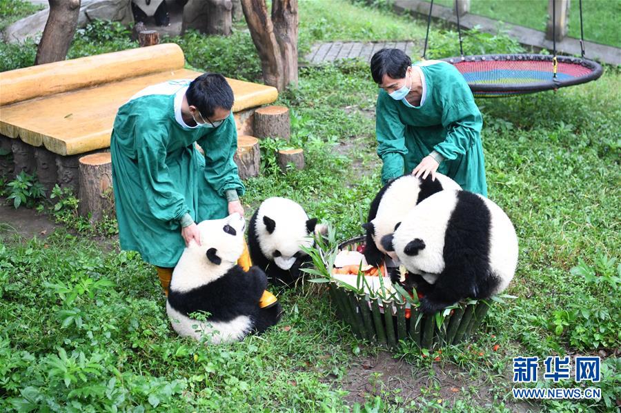 6月23日、重慶動物園で、満1歳の誕生日會で「バースデーケーキ」を楽しむ4頭のパンダ（撮影?唐奕）。