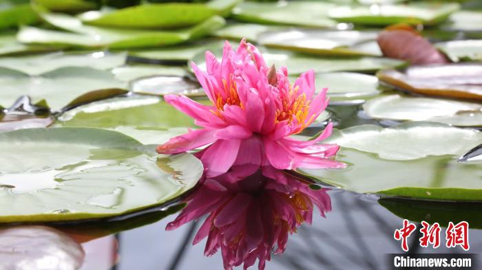 広州で1つの莖に7つの花もつスイレン開花、ギネス申請へ　広東省