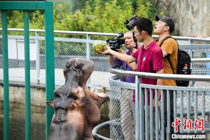 エアコンにスイカ、動物たちの「猛暑対策」あれこれ　江蘇省