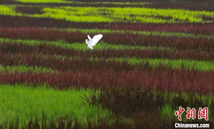 昆曲「牡丹亭」が見事な田んぼアートに　江蘇省昆山市