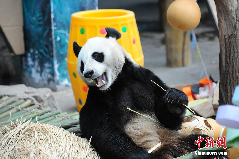 瀋陽森林動(dòng)物園でパンダの誕生日をお祝い　遼寧省