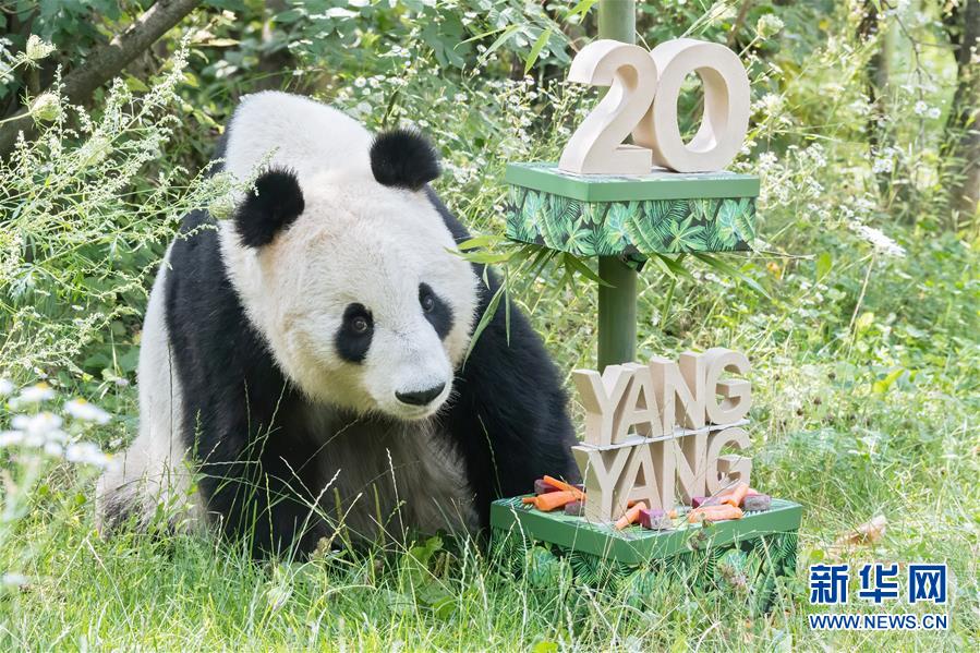 8月9日、オーストリア?ウィーンのシェーンブルン動物園で、誕生日プレゼントを受け取ったパンダの「陽陽（ヤンヤン）」。