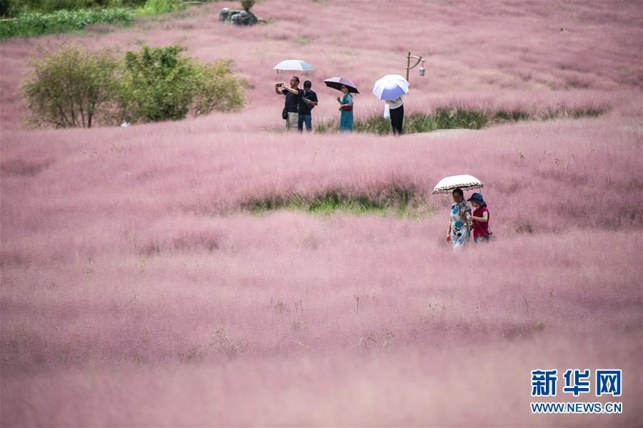 観光客たちを魅了する貴州省に広がる「桃色の海」