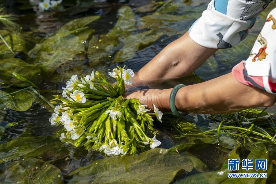 水生植物の「海菜」を収穫する農民（撮影?陳欣波）。