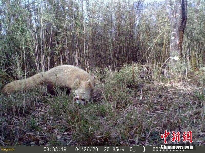 「退色」したかのように體毛が白っぽくなったレッサーパンダ（畫像提供?美姑県報(bào)道センター）。