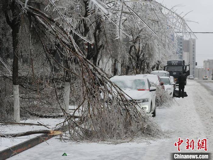 凍雨と激しい雪に見舞われ、大量の樹木が折れたり、倒れたりして多くの自動車を破損（撮影?劉棟）。