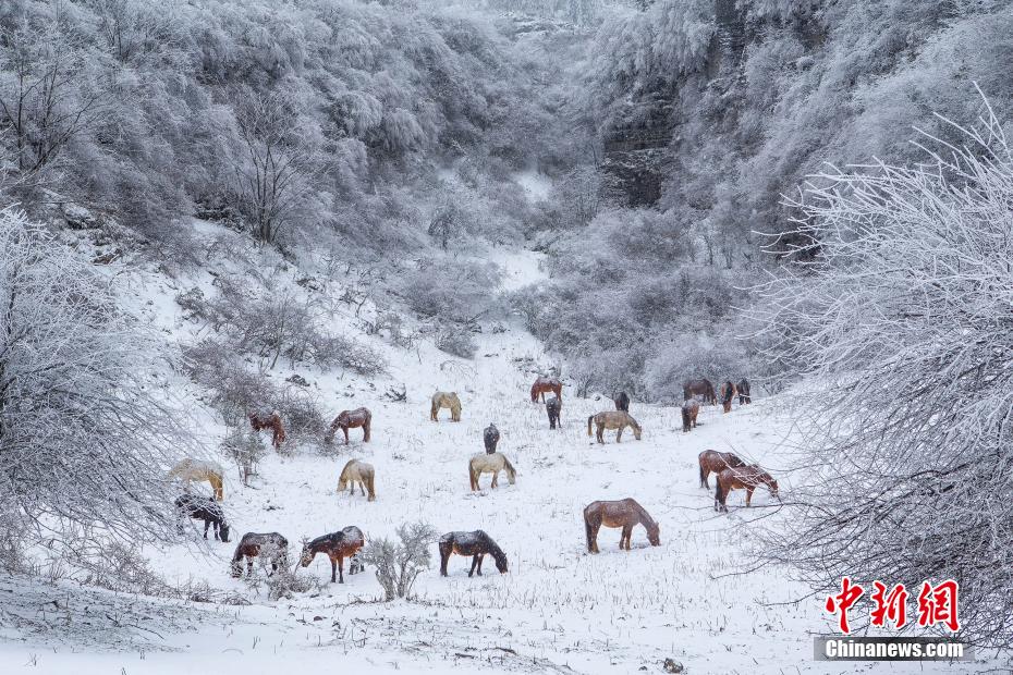 雪の中、エサを探す馬（撮影?王俊傑）。