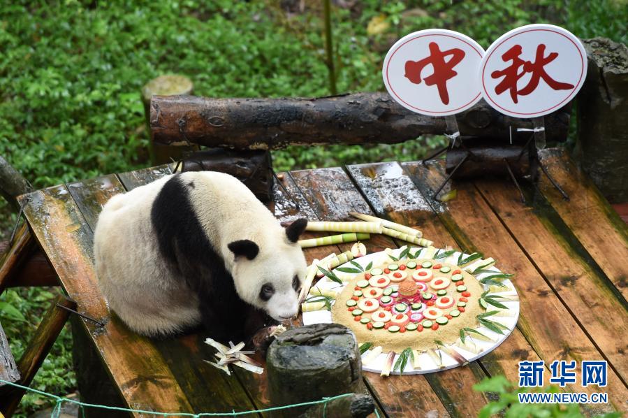 飼育パンダで世界最高齢となるパンダの「新星」、天國に旅立つ